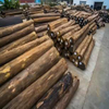 Rohmaterial: Burma-Teakholz, Teakholz